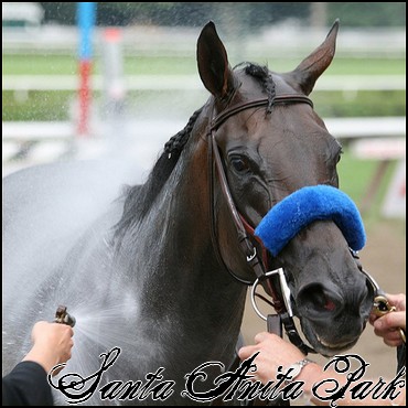 //santa-anita.gportal.hu/portal/santa-anita/image/gallery/1244120419_79.jpg