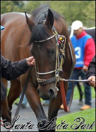 //santa-anita.gportal.hu/portal/santa-anita/image/gallery/1244132059_95.jpg