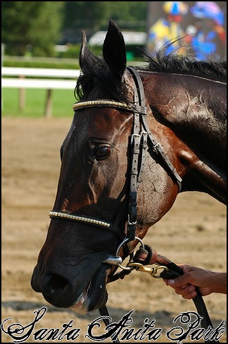 //santa-anita.gportal.hu/portal/santa-anita/image/gallery/1244132084_01.jpg