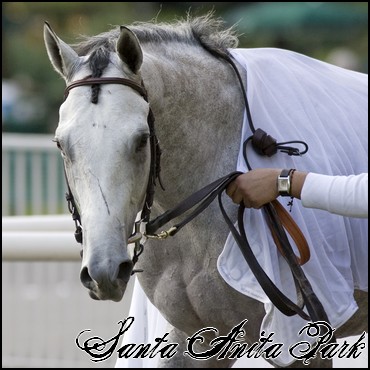 //santa-anita.gportal.hu/portal/santa-anita/image/gallery/1248082339_53.jpg