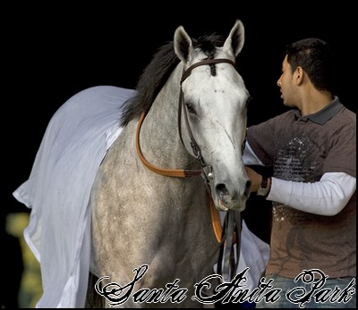 //santa-anita.gportal.hu/portal/santa-anita/image/gallery/1248082351_41.jpg
