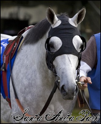 //santa-anita.gportal.hu/portal/santa-anita/image/gallery/1248082369_47.jpg