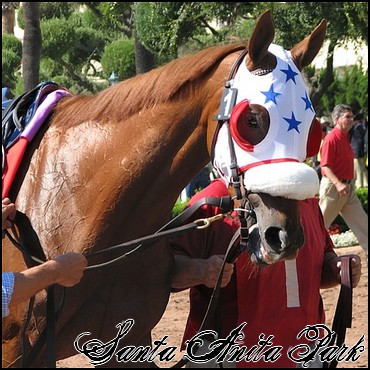 //santa-anita.gportal.hu/portal/santa-anita/image/gallery/1248083547_95.jpg