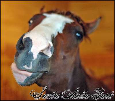 //santa-anita.gportal.hu/portal/santa-anita/image/gallery/1248114137_30.jpg
