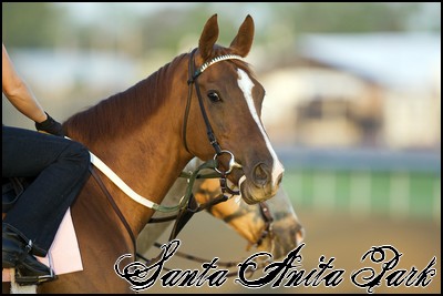 //santa-anita.gportal.hu/portal/santa-anita/image/gallery/1248114280_07.jpg