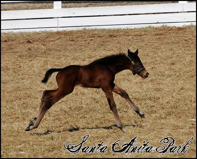 //santa-anita.gportal.hu/portal/santa-anita/image/gallery/1255165032_68.jpg