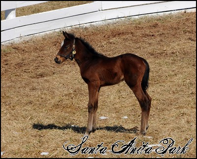 //santa-anita.gportal.hu/portal/santa-anita/image/gallery/1255165078_48.jpg