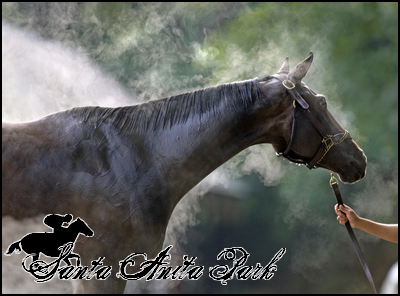 //santa-anita.gportal.hu/portal/santa-anita/image/gallery/1262531919_35.png