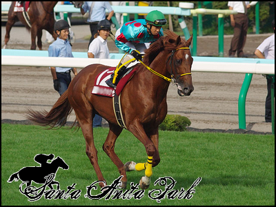 //santa-anita.gportal.hu/portal/santa-anita/image/gallery/1262532997_34.png