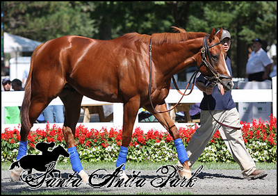 //santa-anita.gportal.hu/portal/santa-anita/image/gallery/1263733360_59.png