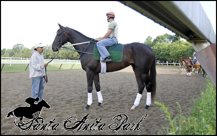 //santa-anita.gportal.hu/portal/santa-anita/image/gallery/1277895834_97.png