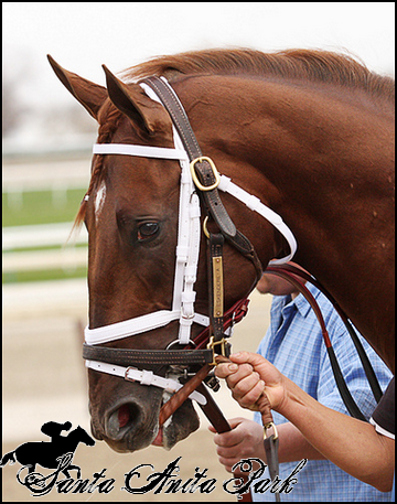 //santa-anita.gportal.hu/portal/santa-anita/image/gallery/1279017737_47.png