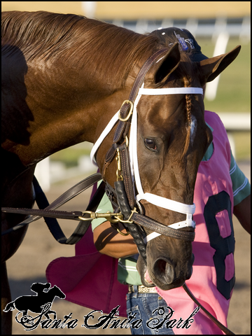 //santa-anita.gportal.hu/portal/santa-anita/image/gallery/1279024347_93.png