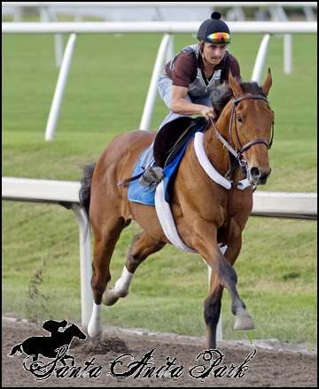 //santa-anita.gportal.hu/portal/santa-anita/image/gallery/1279026504_35.png