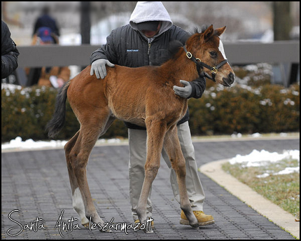 //santa-anita.gportal.hu/portal/santa-anita/image/gallery/1279191907_18.png